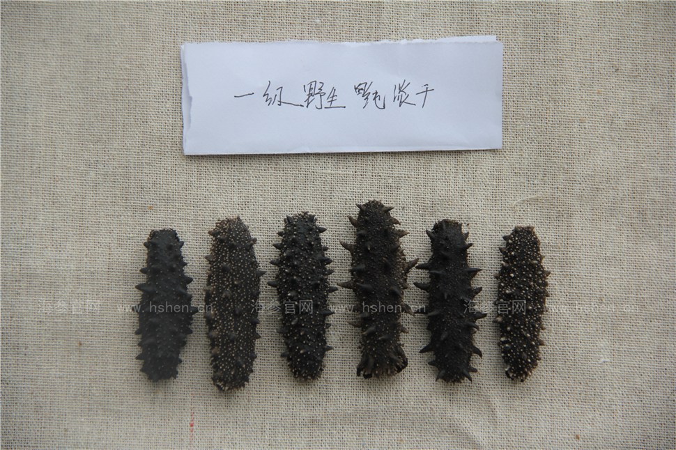 大连纯淡干海参 肉质厚