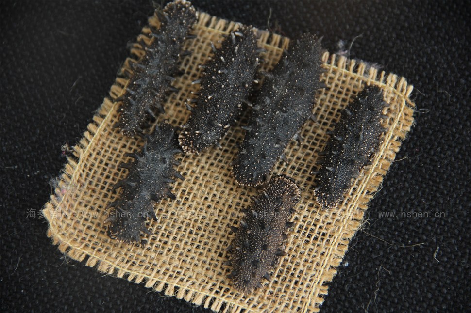 纯淡干海参
