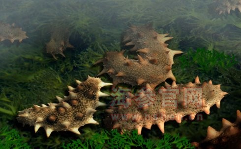 东方海洋海参品牌介绍,东方海洋海参产品介绍,东方海洋海参店面