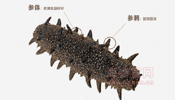 如何正确的选择海参，海参哪里好
