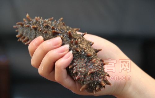 活海参的处理方法