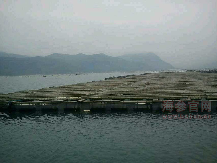 海参养殖