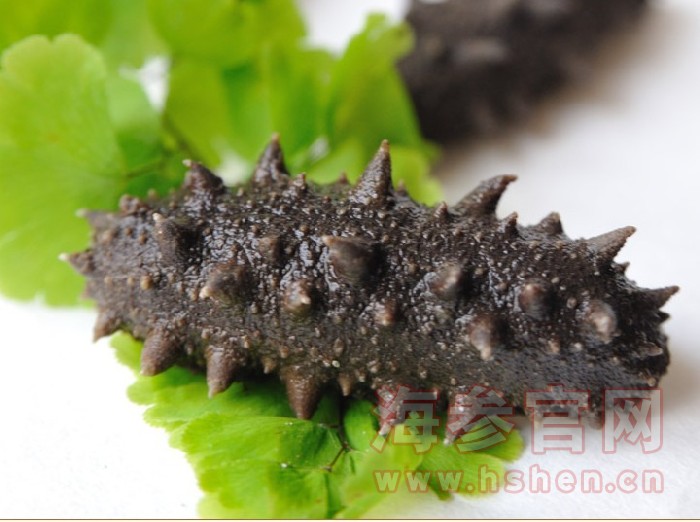 半干海参是什么