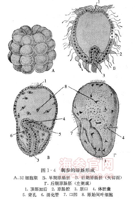 刺参的原肠