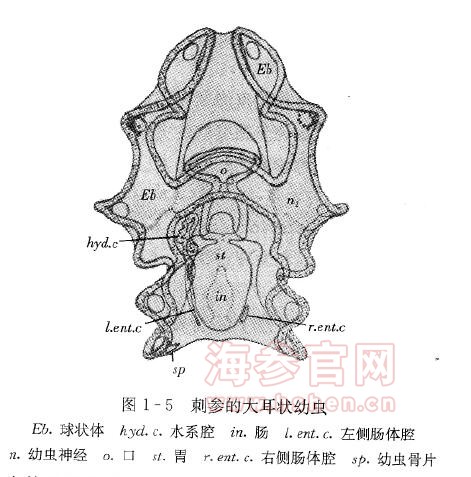 刺参的大耳装幼虫