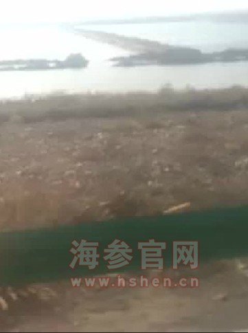 圈养海参