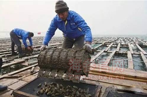 圈养海参
