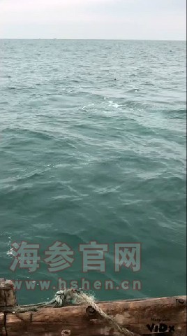 圈养海参