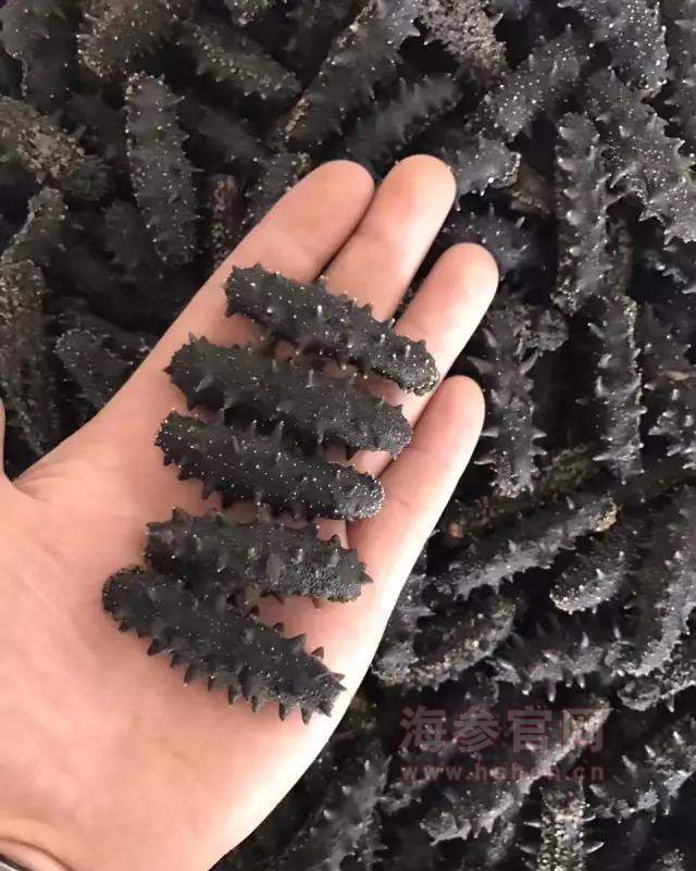 海参