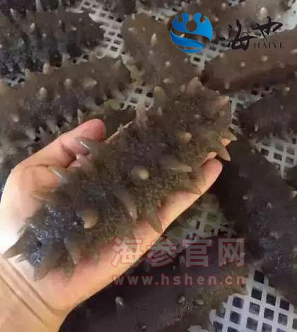 大连海参