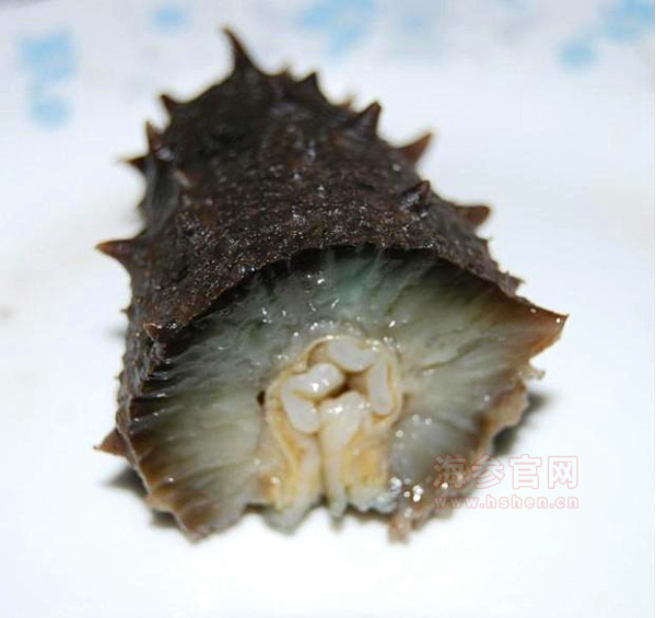 海参横切面什么样