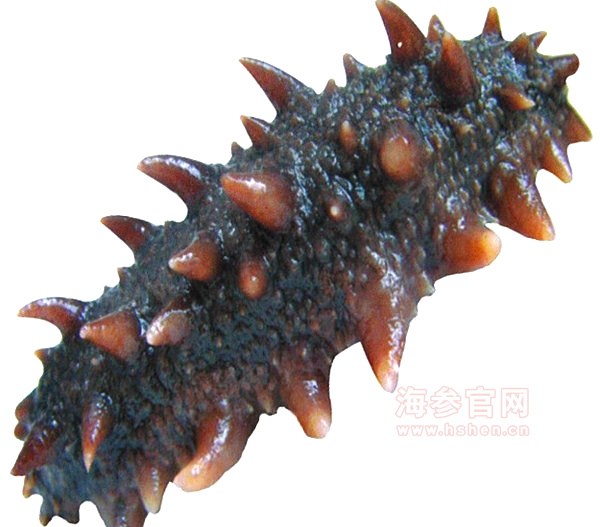 海参斑鱼的烹饪方法