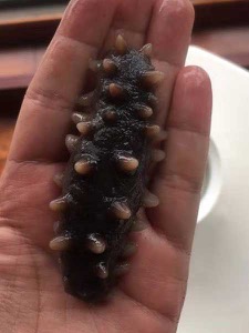 海参泡发效果图