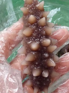海参泡发效果图