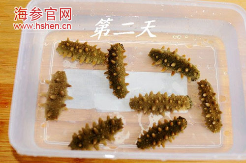 海参泡发经验