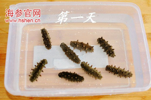 怎么发海参