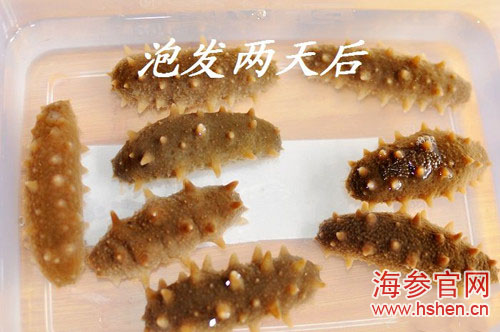 海参能发多大