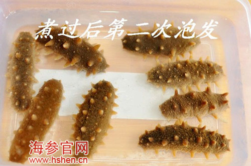 海参泡发步骤