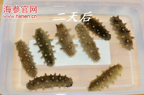 海参如何泡发