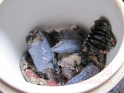 海参炖竹丝鸡怎么做