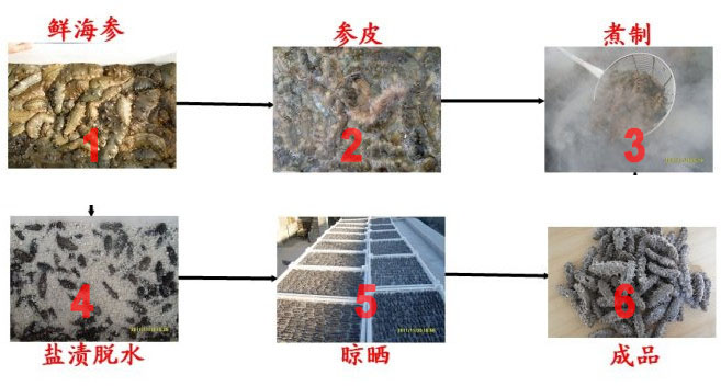 海参加工步骤和流程