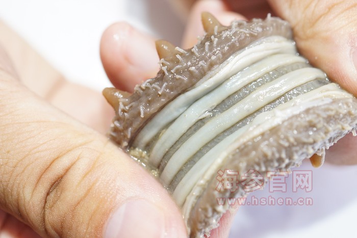 野生海参的参肠参筋较粗，因海底食物多
