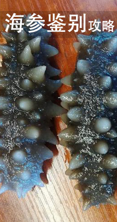 老郭家自捕自捞野生海参【正宗的野生海参】