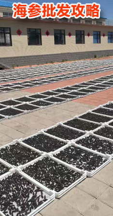 海参如何批发