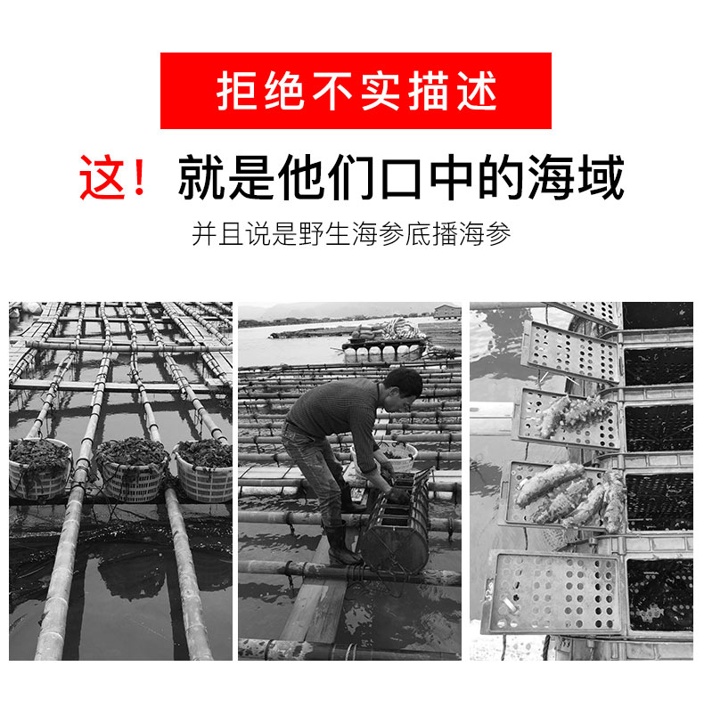 千万不要购买人工养殖的海参