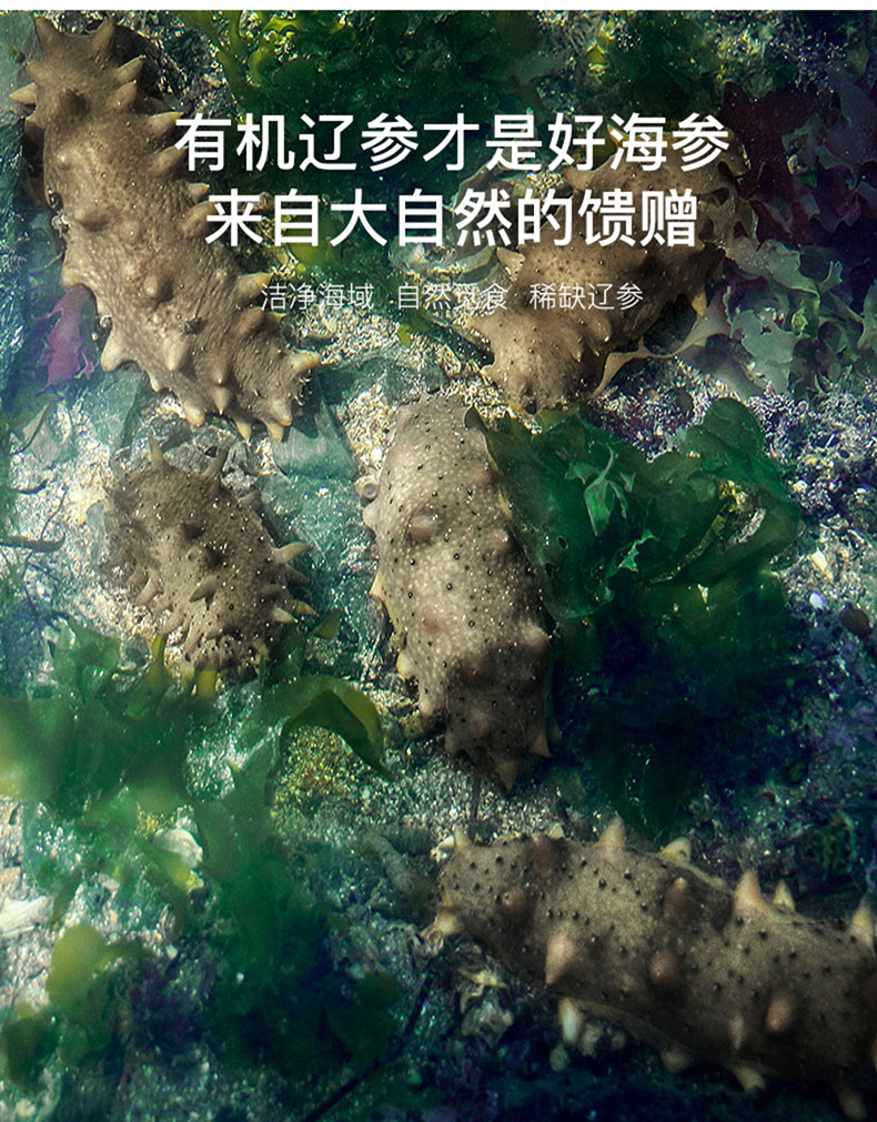 棒棰岛有机辽刺参海参价格