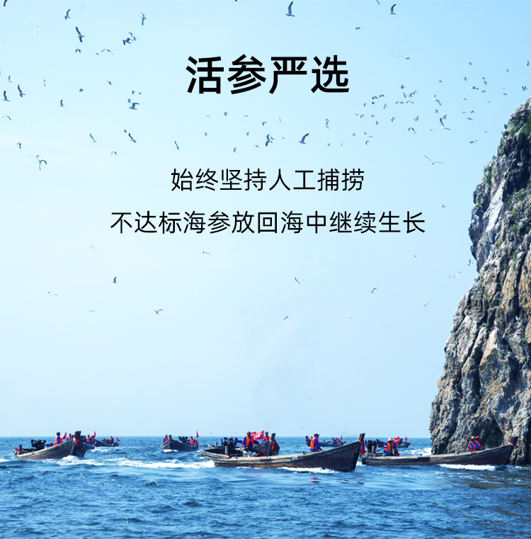 活参严选棒棰岛海参捕捞船队