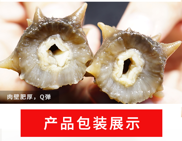 海参横截面肉壁饱满浑厚