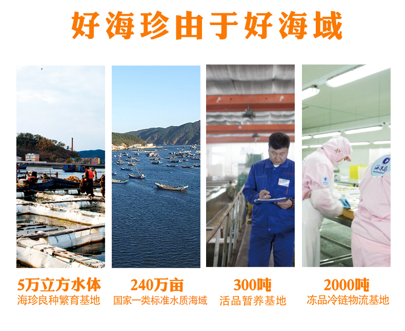 干度足干新鲜鲍鱼